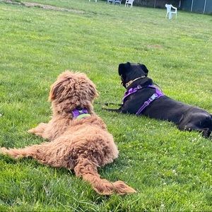 Meet your Posher, Isabelle